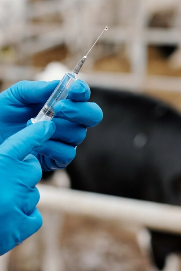 Licence Envato pour BS