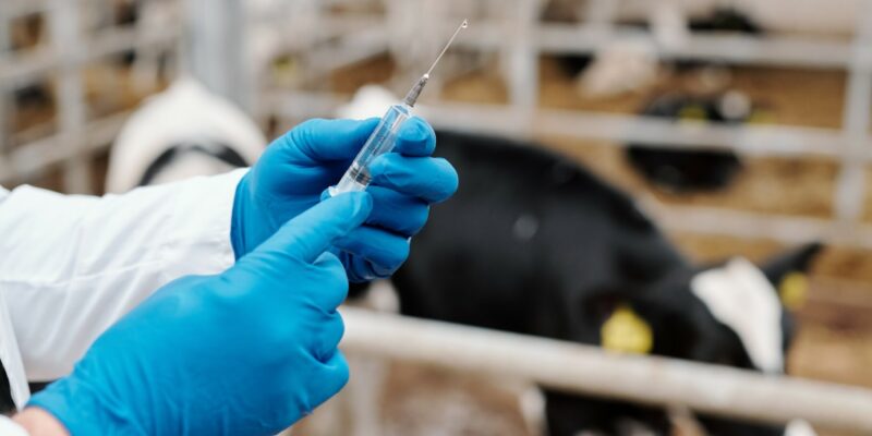 Licence Envato pour BS