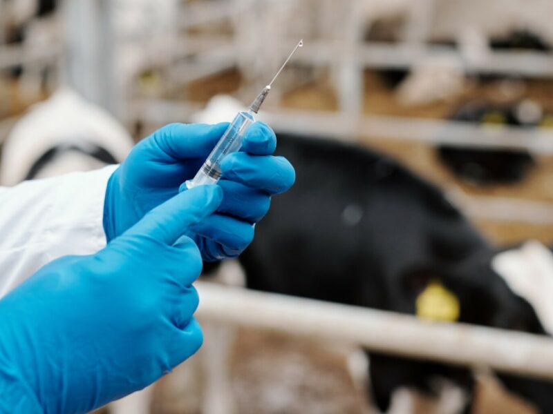 Licence Envato pour BS