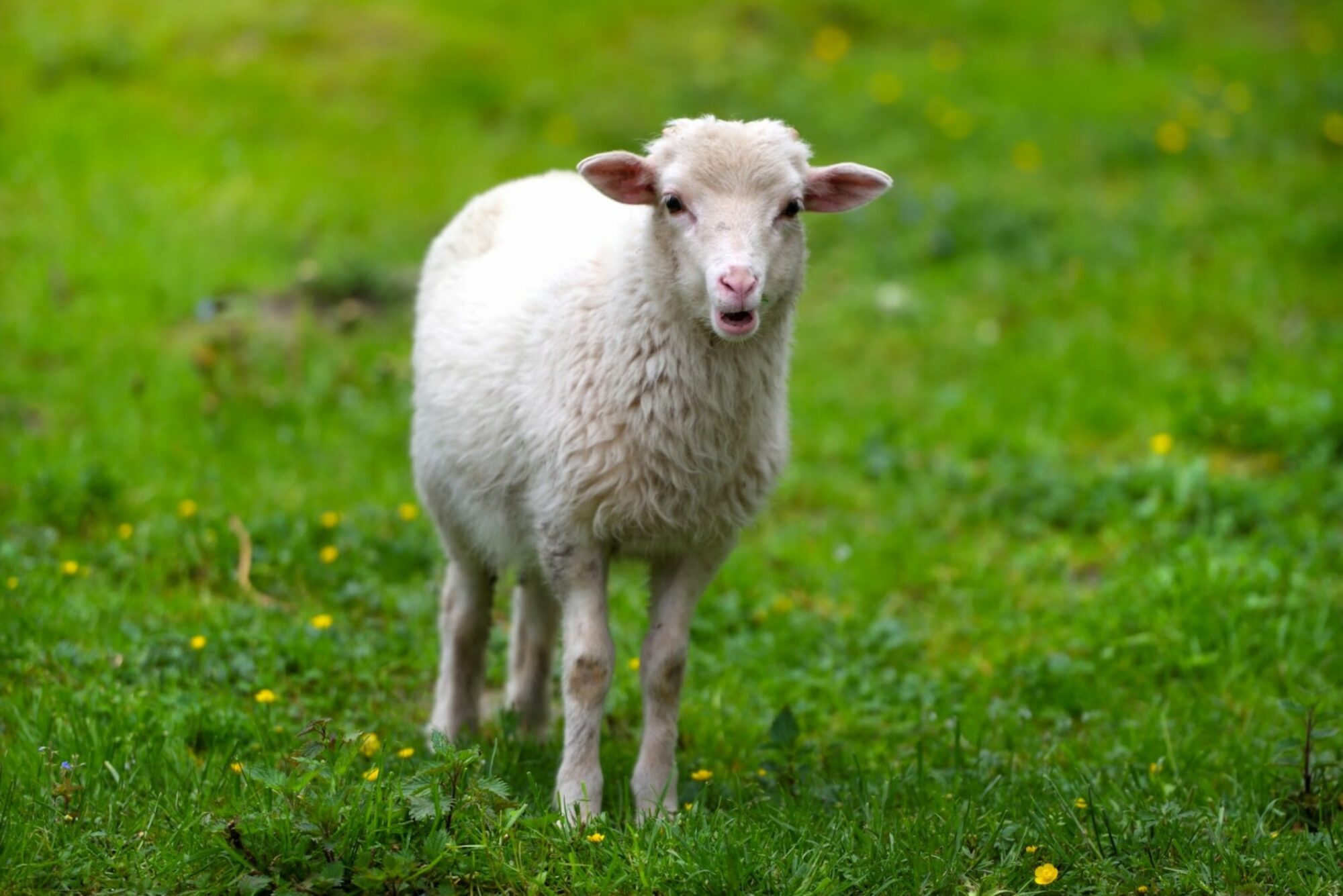 Maladies des animaux d&rsquo;élevage en Grèce en 2026 par Hélène Banoun