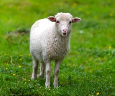 Maladies des animaux d&rsquo;élevage en Grèce en 2026 par Hélène Banoun