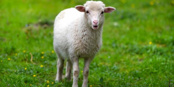 Maladies des animaux d&rsquo;élevage en Grèce en 2026 par Hélène Banoun