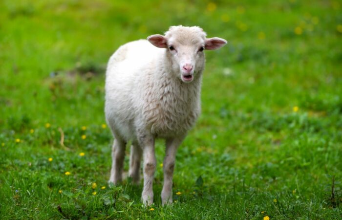 Maladies des animaux d&rsquo;élevage en Grèce en 2026 par Hélène Banoun