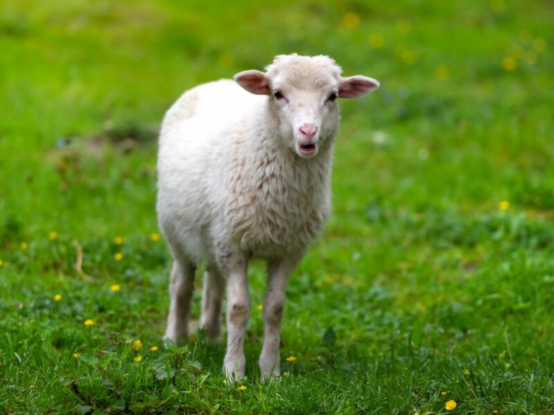Maladies des animaux d&rsquo;élevage en Grèce en 2026 par Hélène Banoun