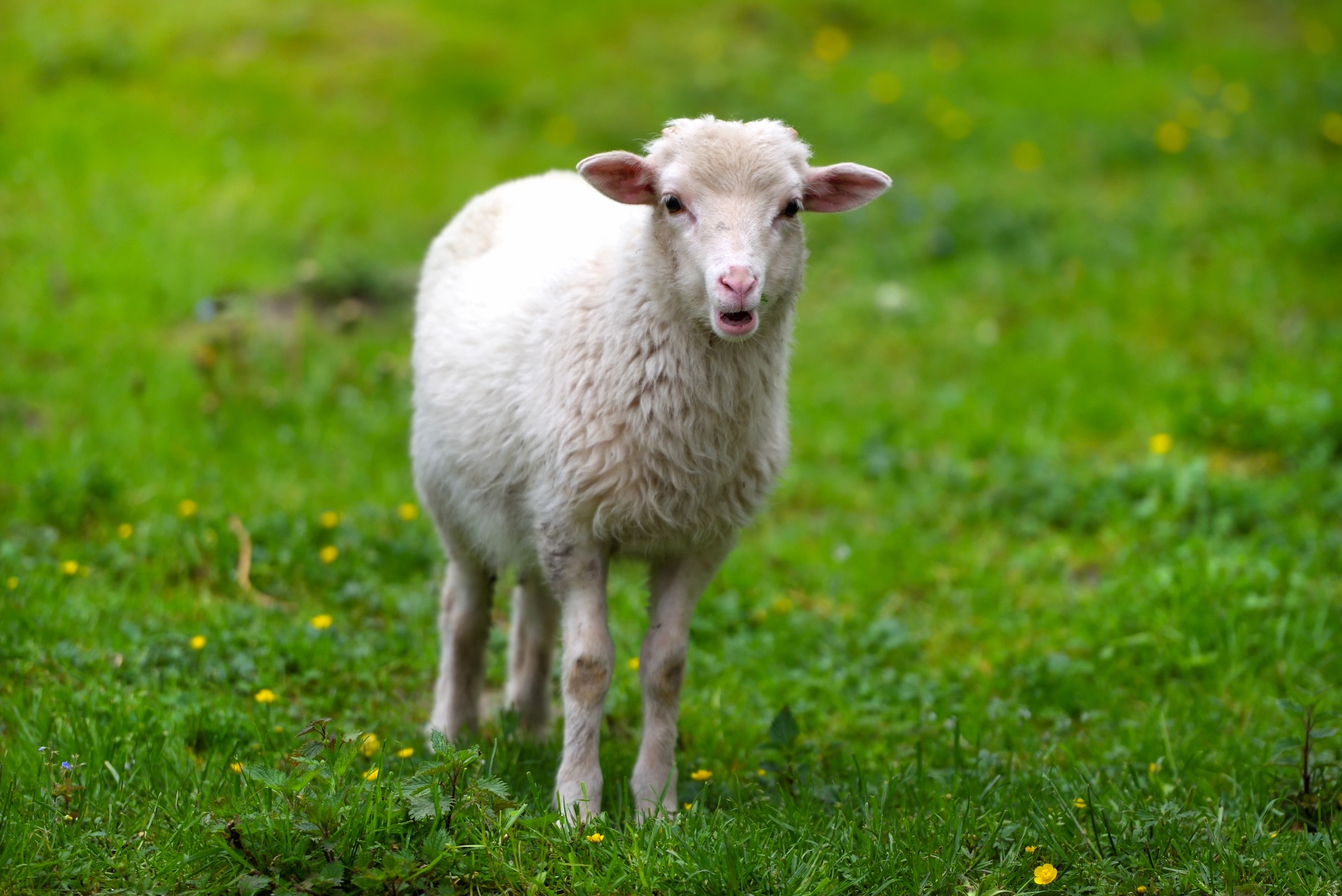 Maladies des animaux d&rsquo;élevage en Grèce en 2026 par Hélène Banoun