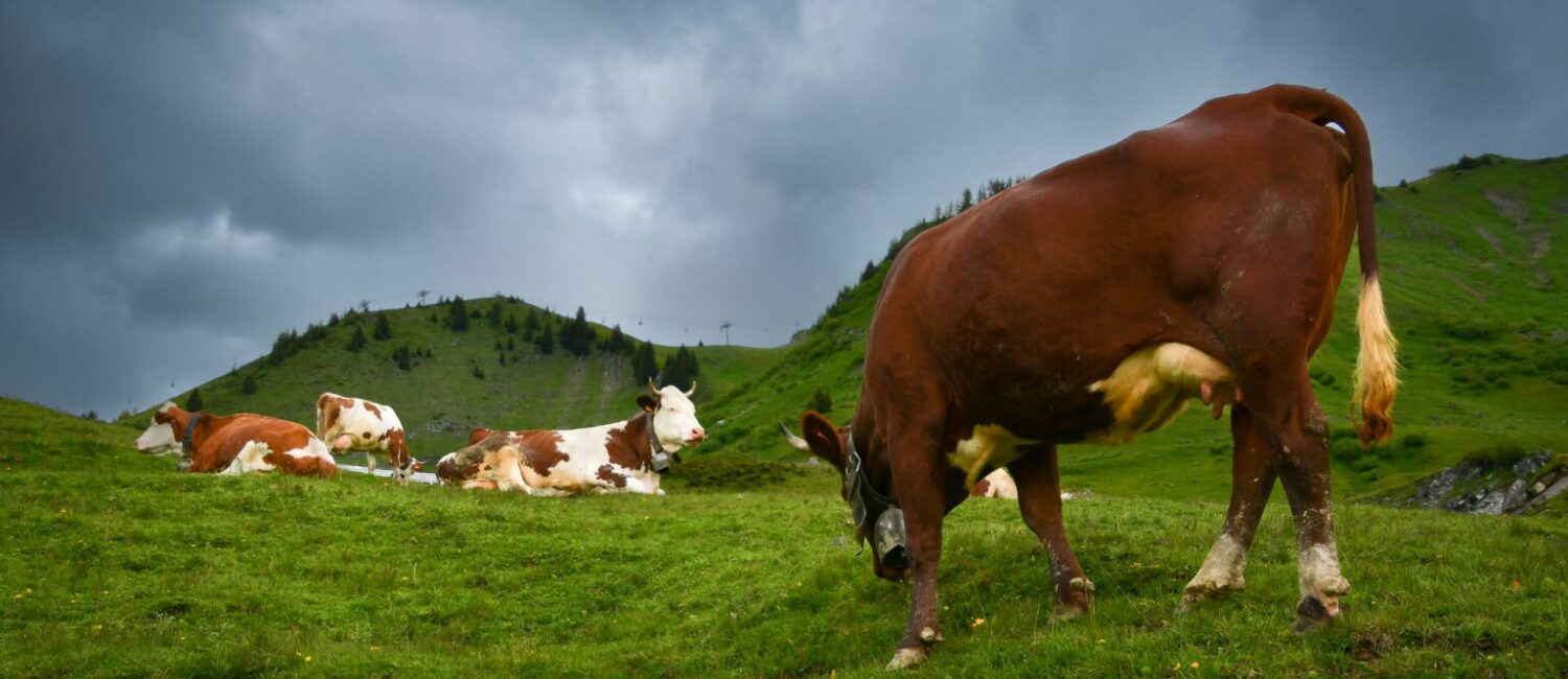 Image by Freddy from Pixabay dendoktoor-cows-7058188