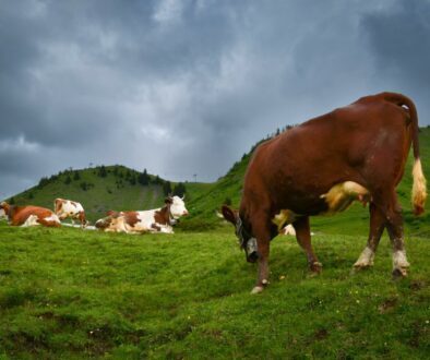 Image by Freddy from Pixabay dendoktoor-cows-7058188
