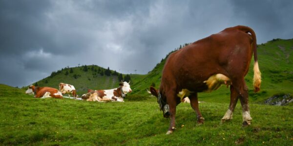 Image by Freddy from Pixabay dendoktoor-cows-7058188