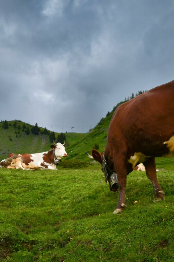 Image by Freddy from Pixabay dendoktoor-cows-7058188