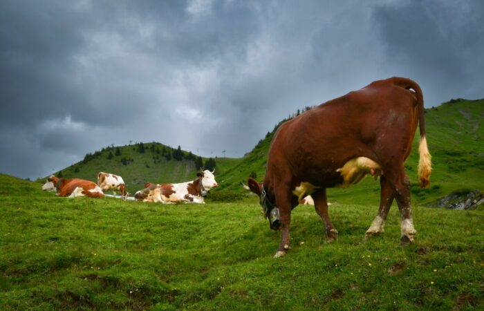 Image by Freddy from Pixabay dendoktoor-cows-7058188