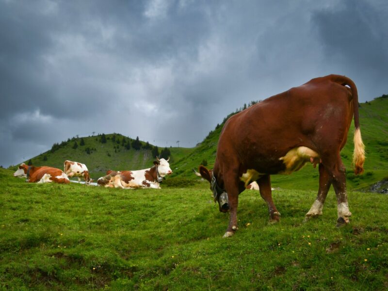 Image by Freddy from Pixabay dendoktoor-cows-7058188