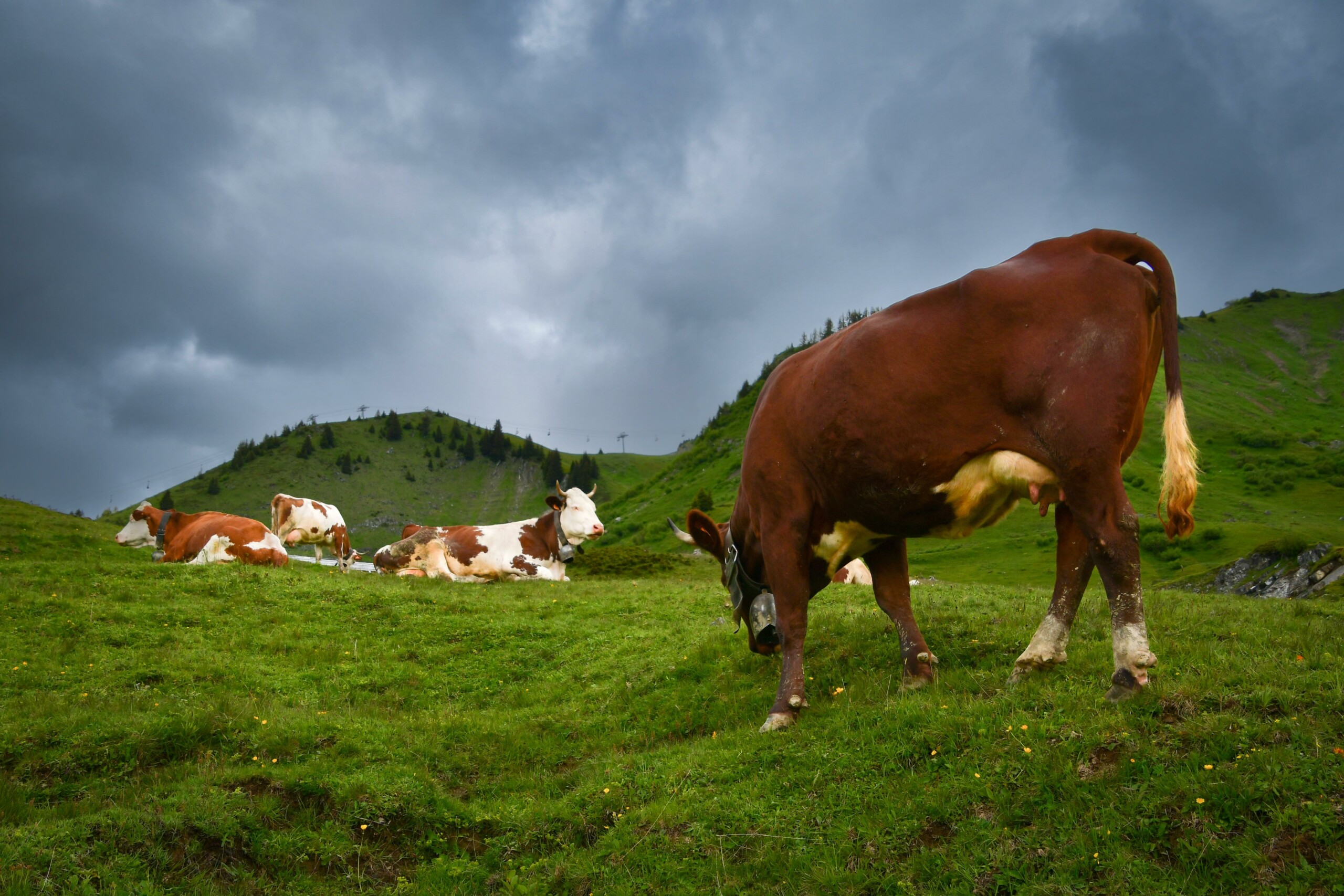 Démêler le Vrai du Faux sur la DNC : réponse de BonSens.org au ministère de l’agriculture.